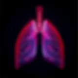 Anatomical diagram of the lungs