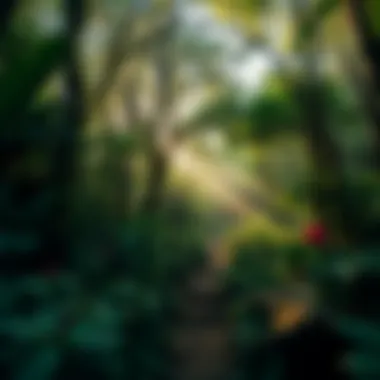 Lush green forest trail surrounded by vibrant flora