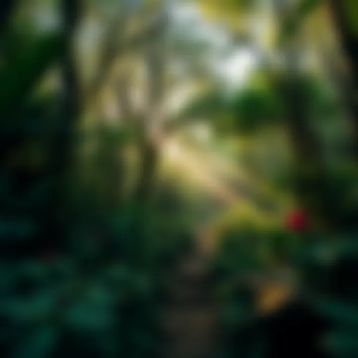 Lush green forest trail surrounded by vibrant flora