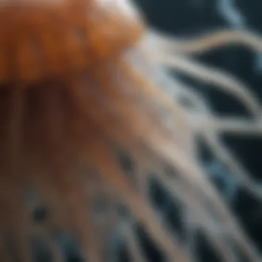 Close-up of a jellyfish showcasing its tentacles