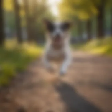 The Joy of Zoomies An energetic dog running freely in a park