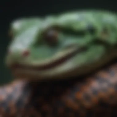 Distinctive Features of a Pit Viper A close-up of a pit viper showcasing its distinctive facial pits and scales.